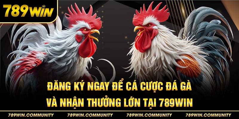 dang-ky-ngay-cuoc-da-ga-va-nhan-thuong-lon-tai-789win