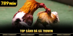 28-top-sanh-da-ga-789win