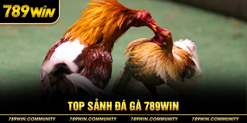 28-top-sanh-da-ga-789win