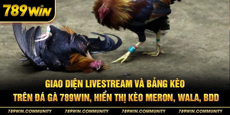 33-giao-dien-livestream-va-bang-keo-tren-da-ga-789win-hien-thi-keo-meron-wala-bdd