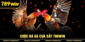 37-cuoc-da-ga-cua-sat-789win