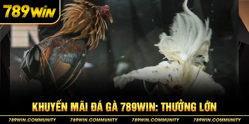40-khuyen-mai-da-ga-789win-thuong-lon
