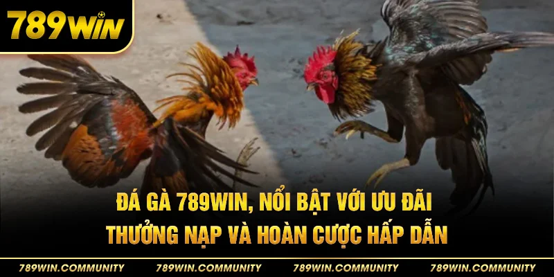 42-da-ga-789win-noi-bat-voi-uu-dai-thuong-nap-va-hoan-cuoc-hap-dan