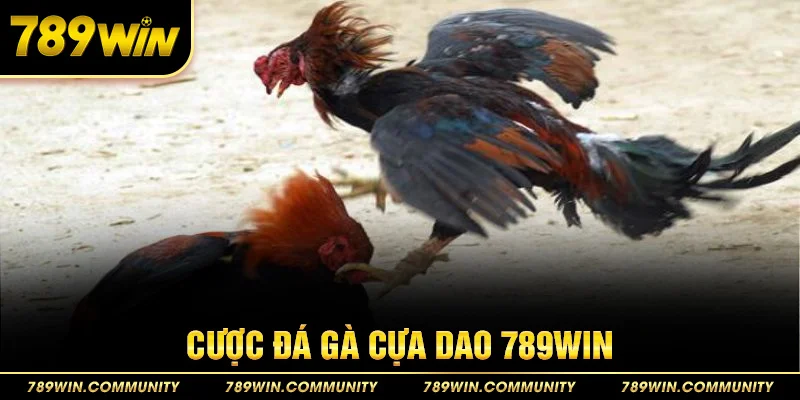 48-cuoc-da-ga-cua-dao-789win