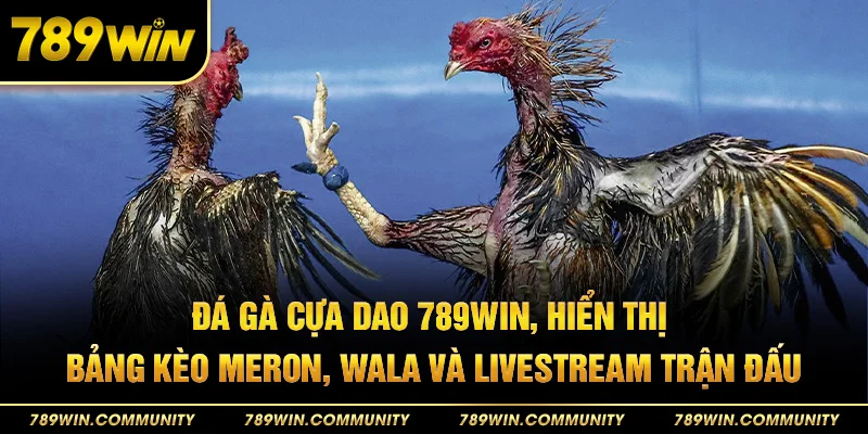49-da-ga-cua-dao-789win-hien-thi-bang-keo-meron-wala-va-livestream-tran-dau