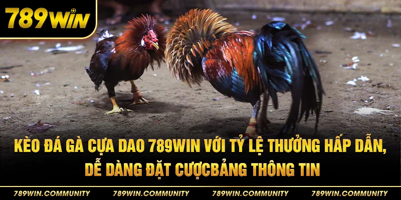 50-keo-da-ga-cua-dao-789win-voi-ty-le-thuong-hap-dan-de-dang-dat-cuocbang-thong-tin