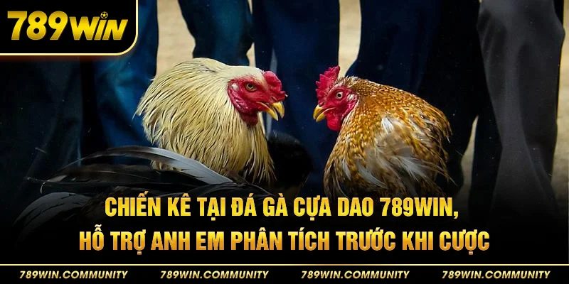 51-chien-ke-tai-da-ga-cua-dao-789win-ho-tro-anh-em-phan-tich-truoc-khi-cuoc